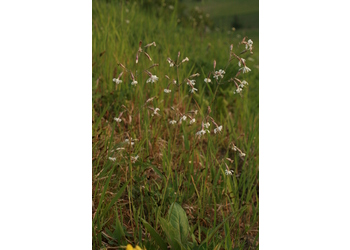 Nickendes Leimkraut (Silene nutans) - © Emanuel Trummer